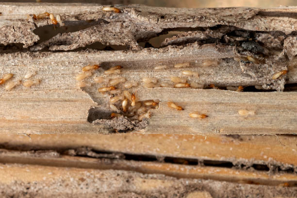 Best Ant Control Services  in Frankston, TX